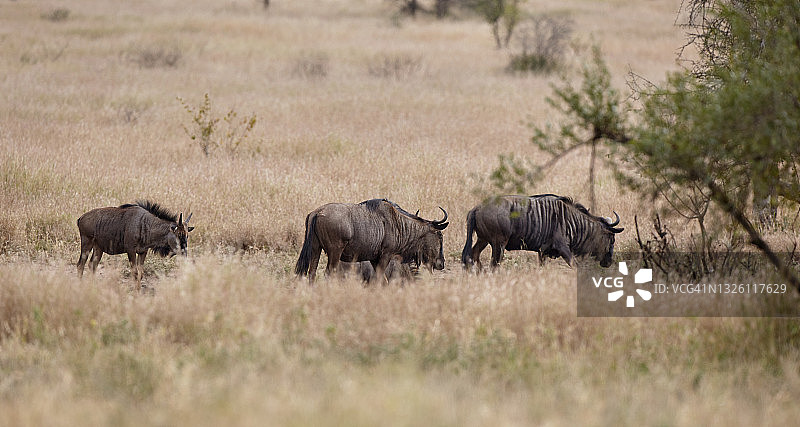 羚羊的一种图片素材