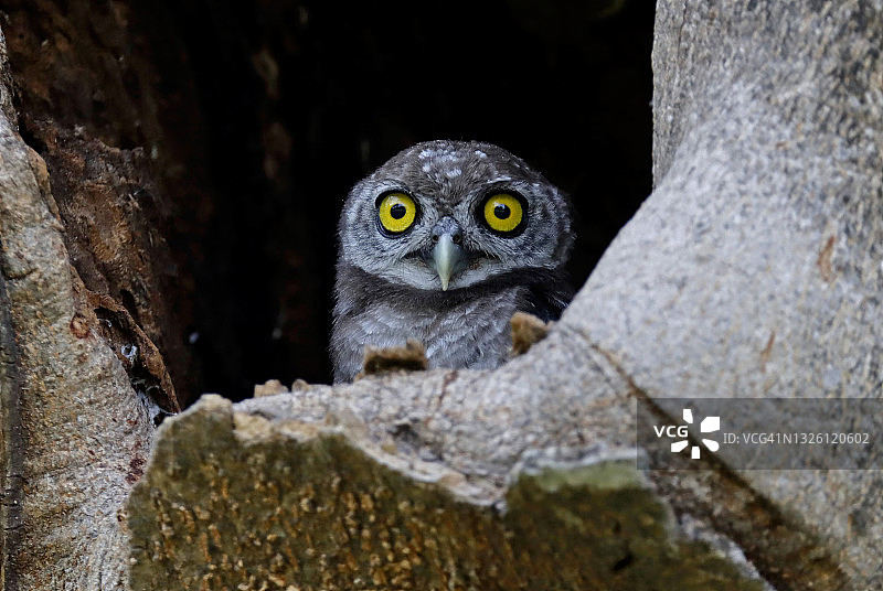 栖息在树洞里的斑头鸺鹠图片素材