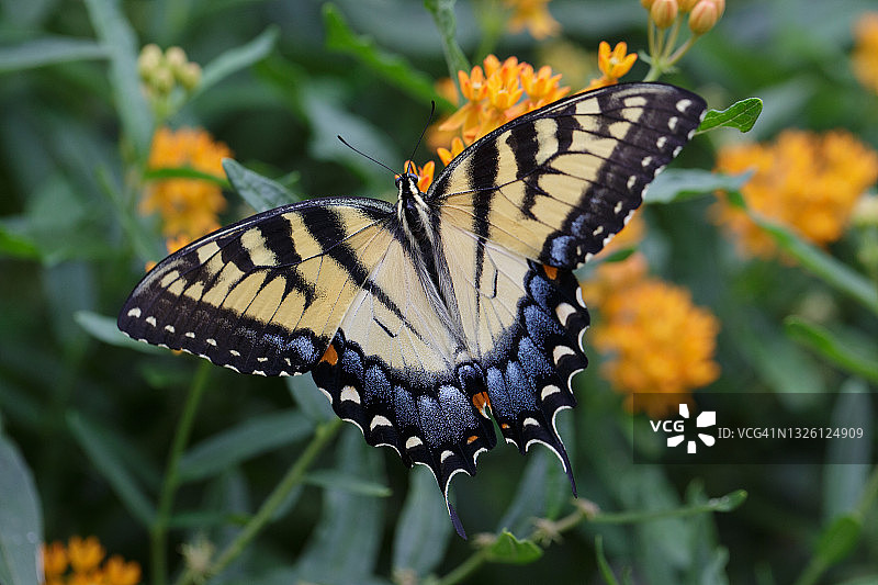 东方虎凤蝶与马利筋图片素材