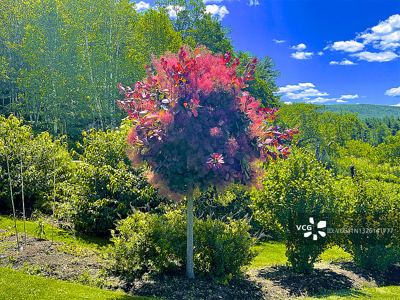 六月的造型烟雾树图片素材