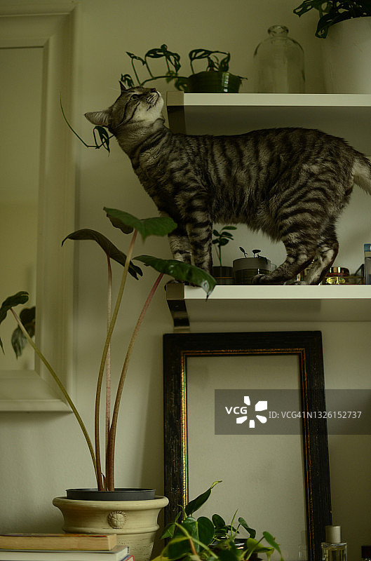 好奇的猫走在放着绿色室内植物的架子上图片素材