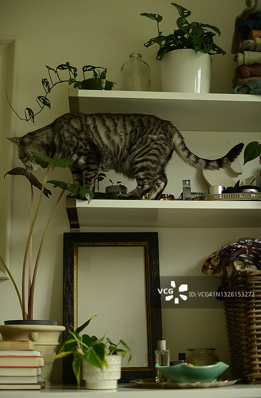 好奇的猫走在放着绿色室内植物的架子上图片素材