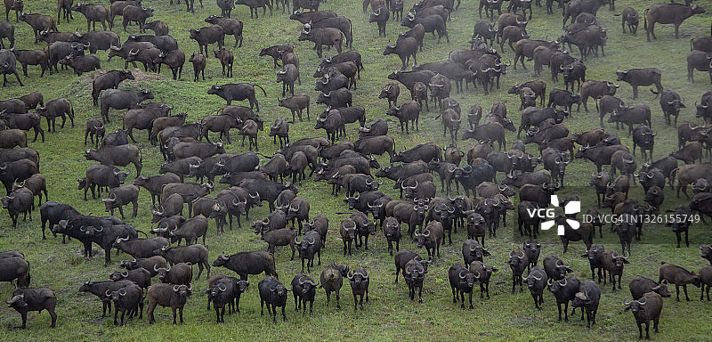 绿地上的水牛群图片素材