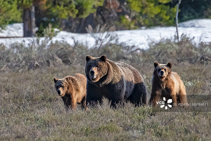 母灰熊带着幼崽奔跑图片素材