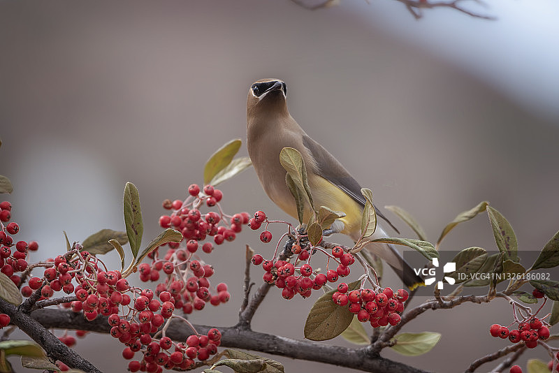 雪松太平鸟图片素材