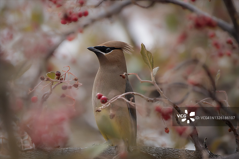 雪松太平鸟图片素材
