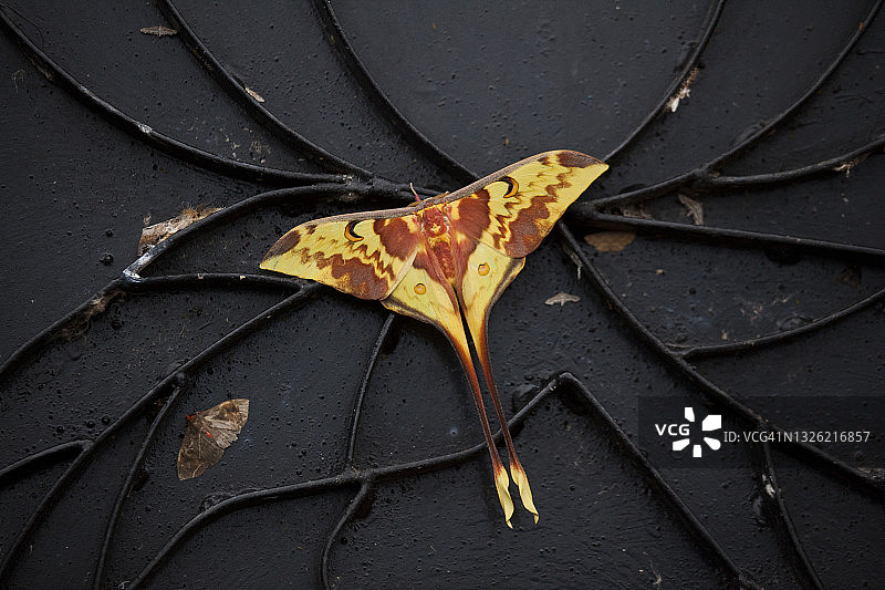 尼泊尔季风末期的黄褐色彗星蛾或马达加斯加月蛾图片素材