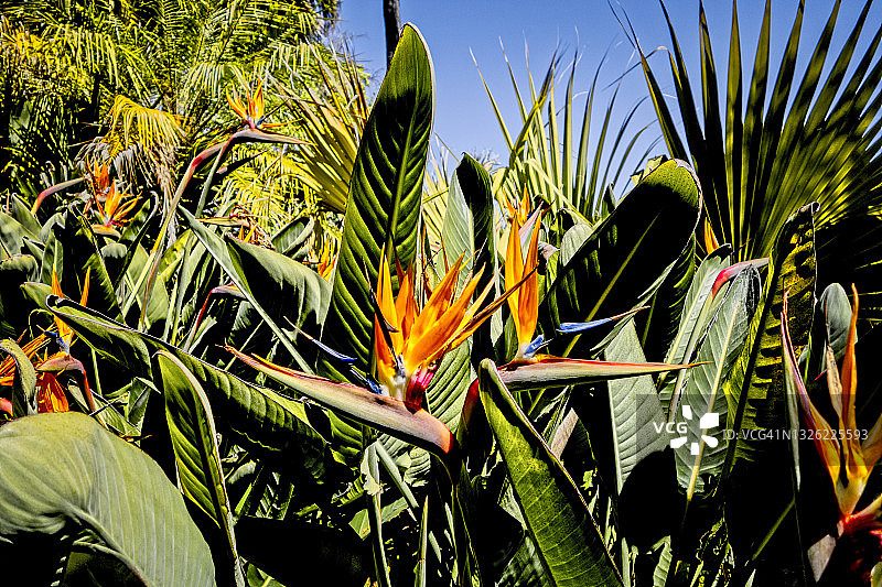 繁茂花园中的天堂鸟花图片素材