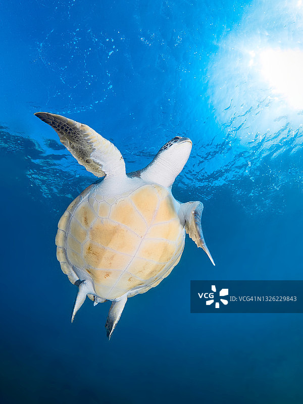 大西洋温暖水域中自由游动的绿海龟图片素材