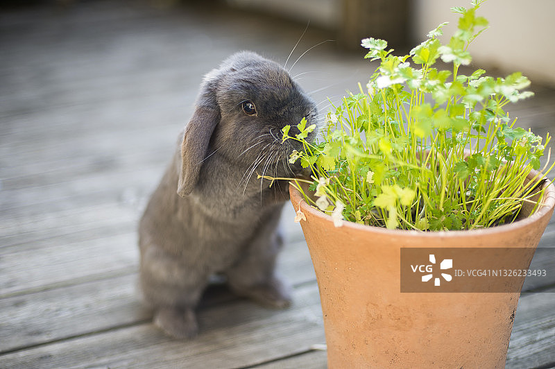 迷你垂耳兔吃草药图片素材