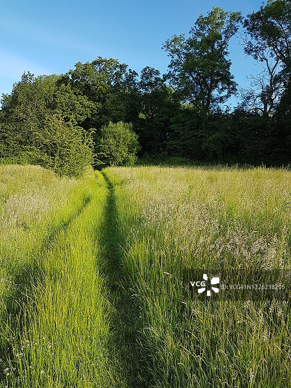 萨ссе克斯农业区春日田野晨间漫步图片素材