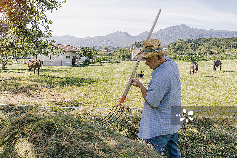 农民收集草料喂驴图片素材