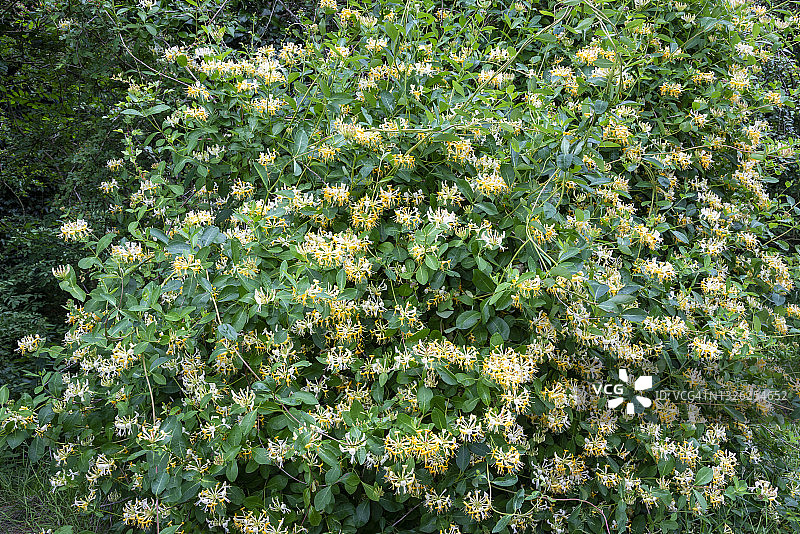 英国乡村仲夏时节盛开的野生忍冬花图片素材