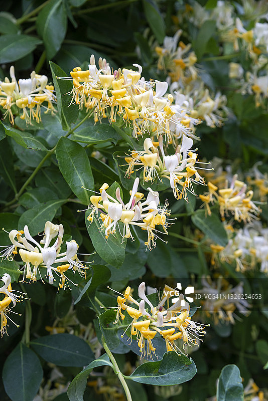 英国乡村仲夏时节盛开的野生忍冬花图片素材