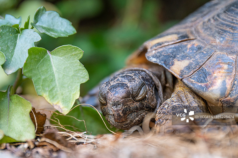 海龟睡眠的仰视视角图片素材