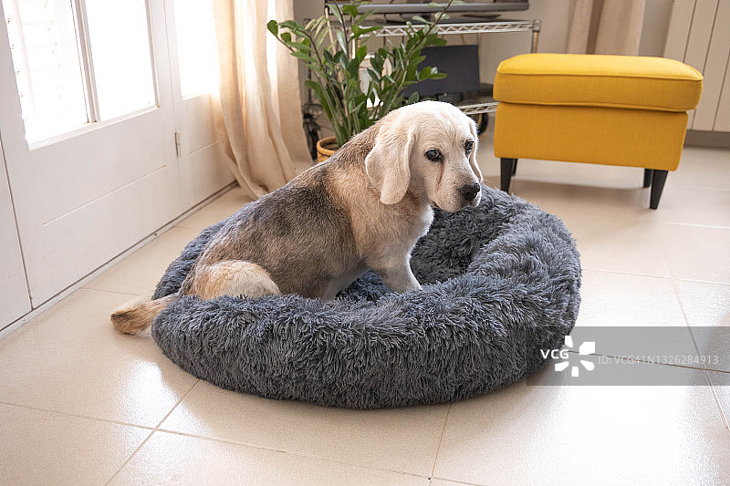 舒适蓬松的床上受呵护的比格犬图片素材