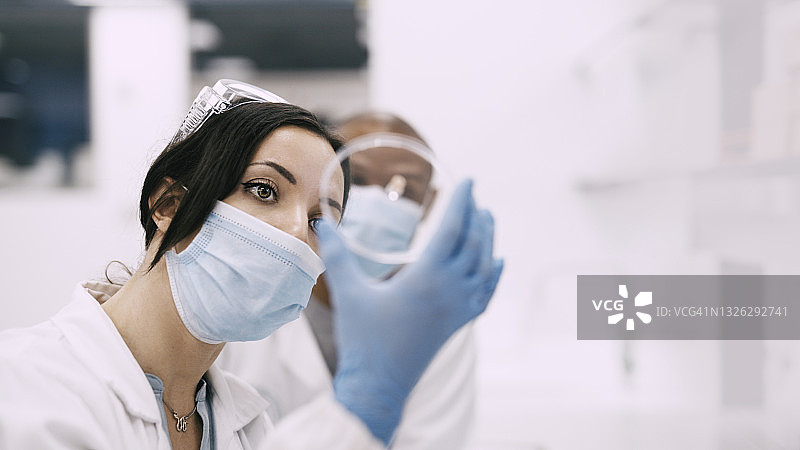 两位同事在培养皿中检查科学样本的照片图片素材