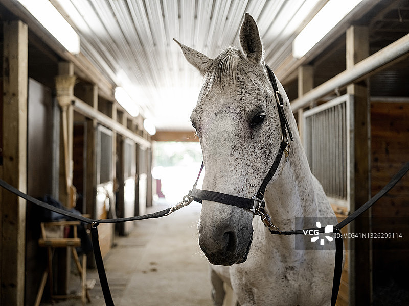 马厩里的美丽马匹图片素材