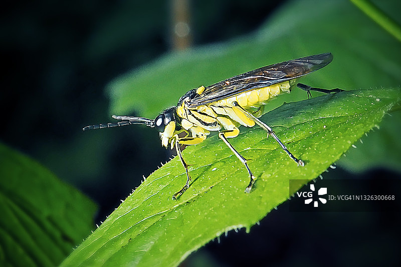黑黄 saw蝇昆虫图片素材