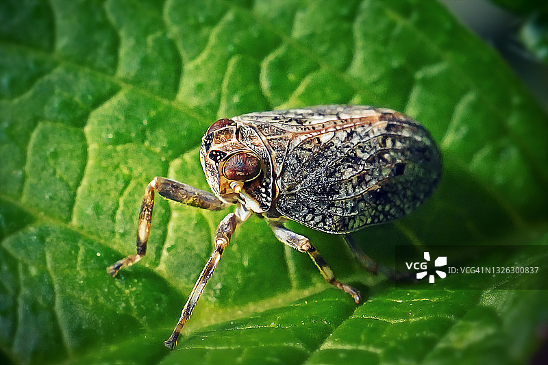 柄眼蜡蝉昆虫图片素材