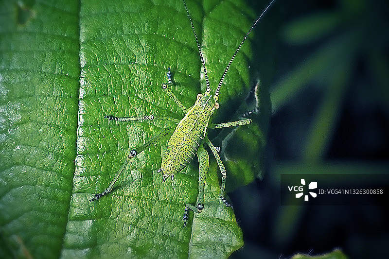 点斑绿螽若虫图片素材
