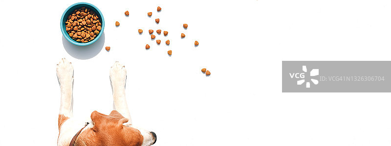 狗爪靠近一碗食物图片素材