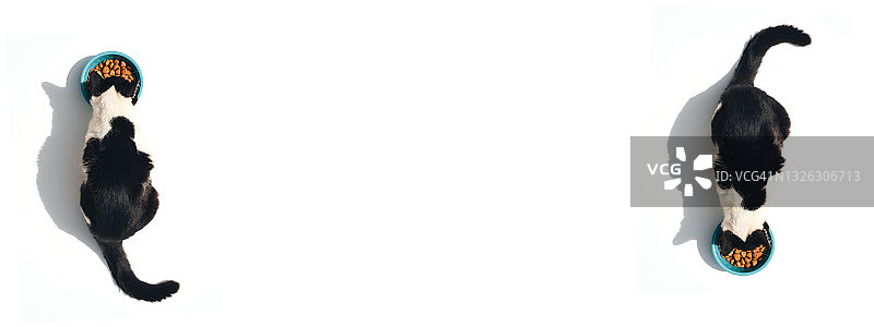 猫从碗里吃食物的俯视图图片素材