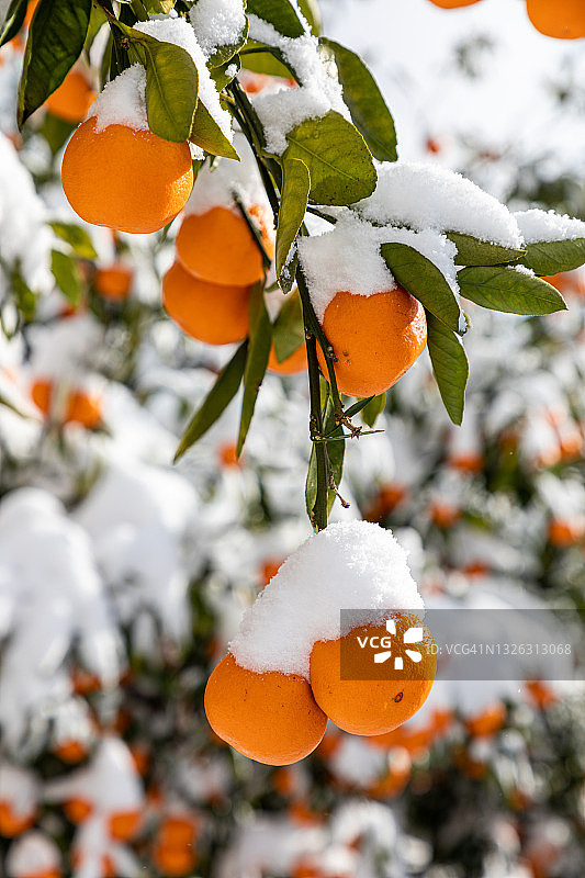雪地里的橘子图片素材