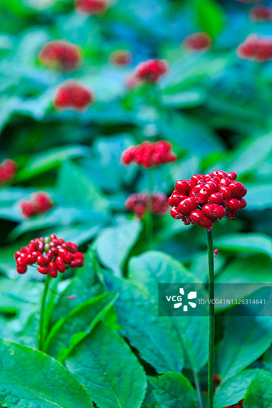 人参果图片素材