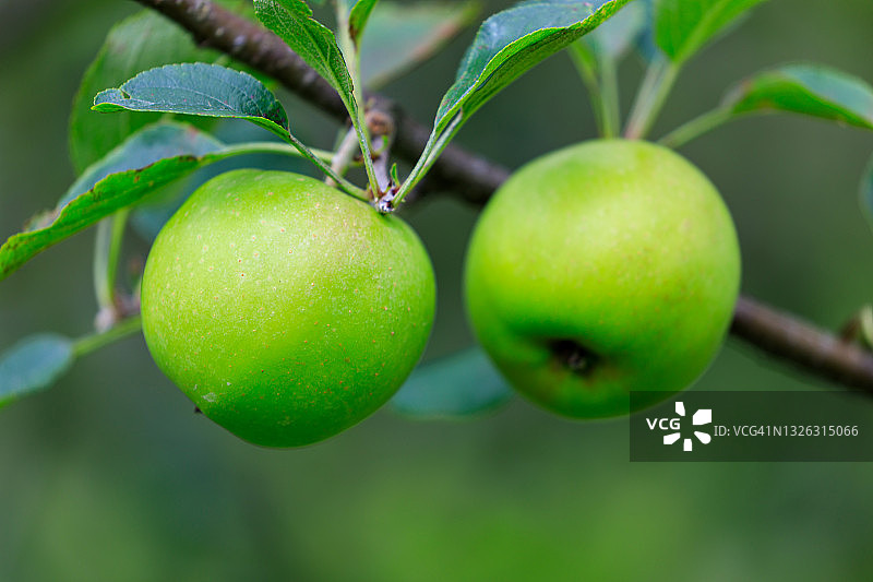 青苹果图片素材