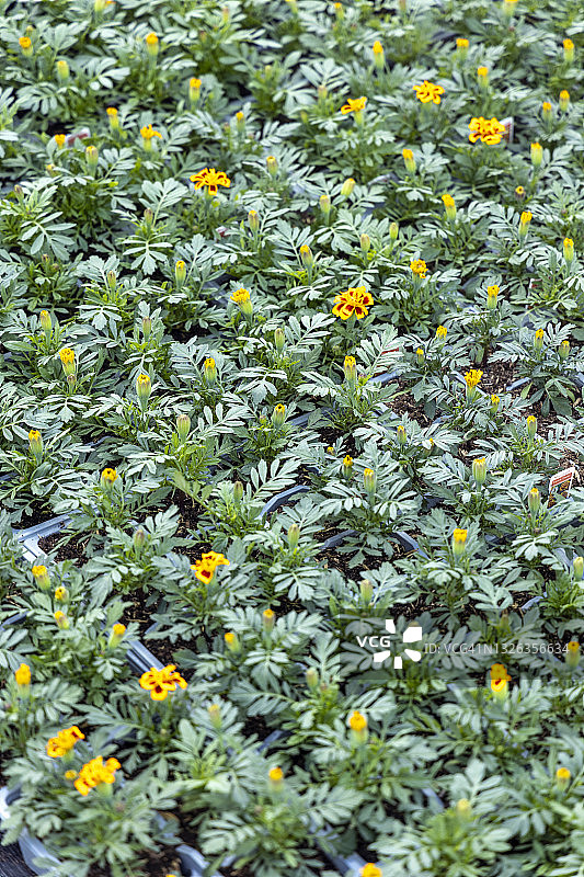 花园中心生长的万寿菊植物特写图片素材