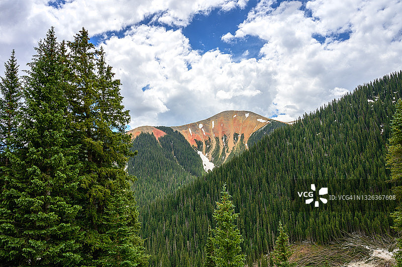 红山松树图片素材