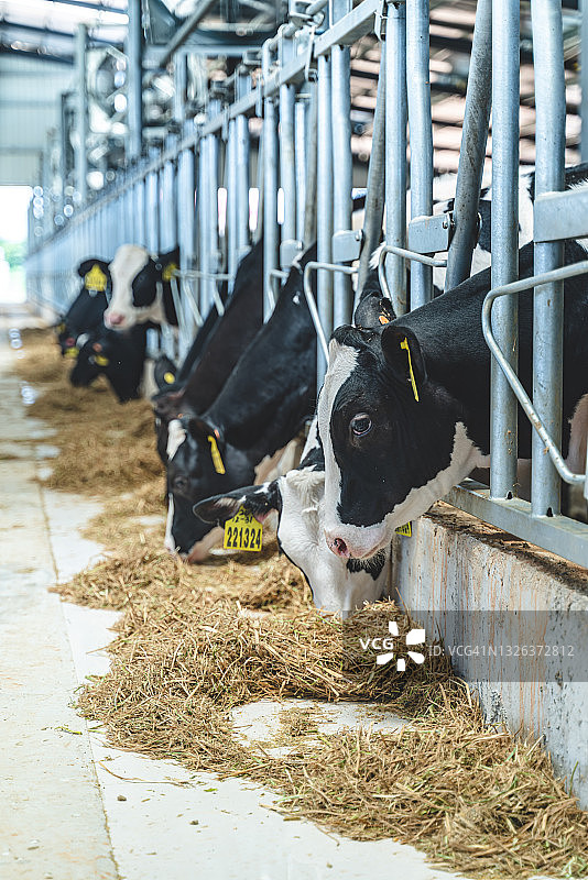 奶牛进食图片素材