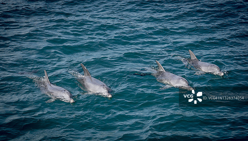澳大利亚的海豚图片素材