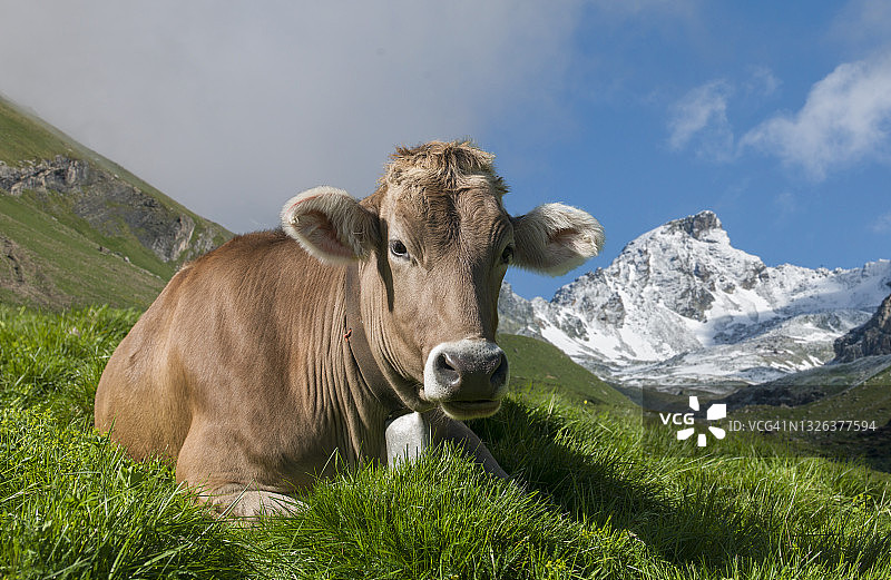 高山草甸上的奶牛图片素材