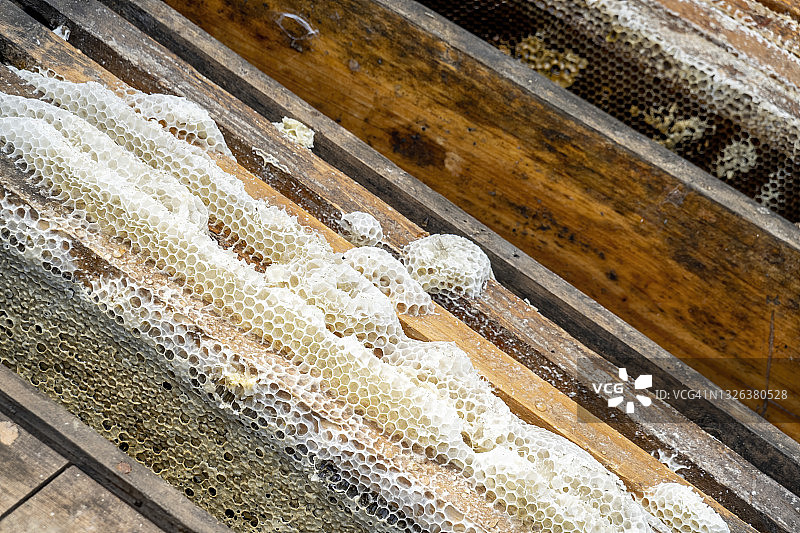 人工饲养的蜜蜂蜂巢图片素材