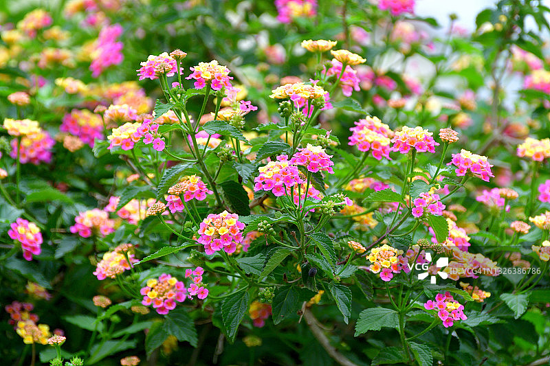 马缨丹图片素材