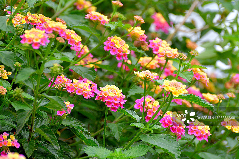 马缨丹图片素材