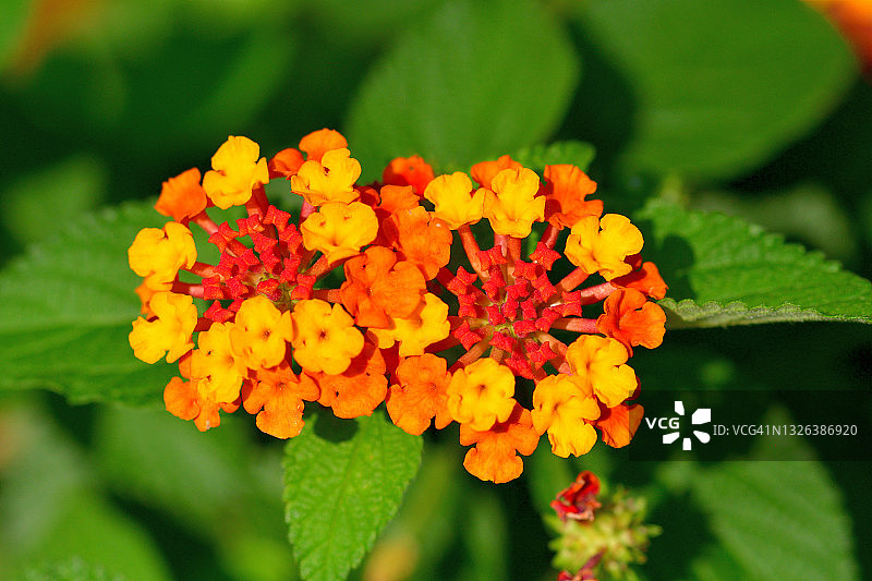 马缨丹图片素材