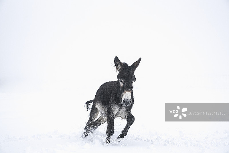 可爱的黑驴在雪中奔跑图片素材