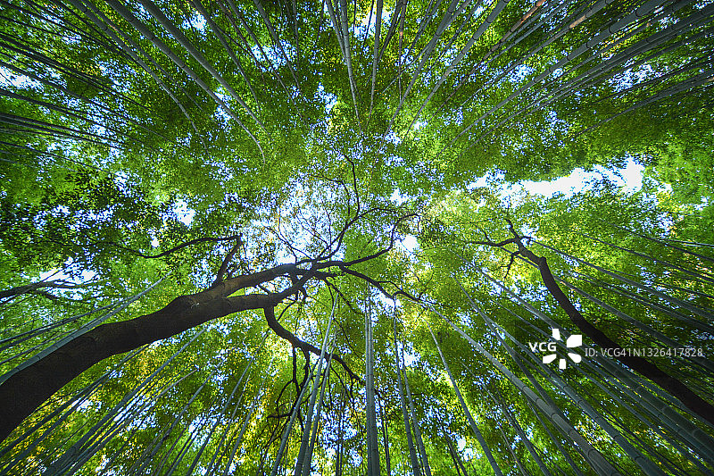 仰望日本京都岚山竹林小径图片素材