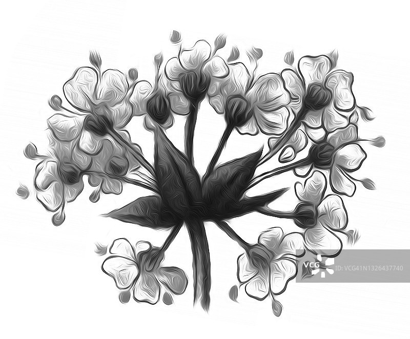 毒芹（Conium maculatum）古老雕刻插图图片素材