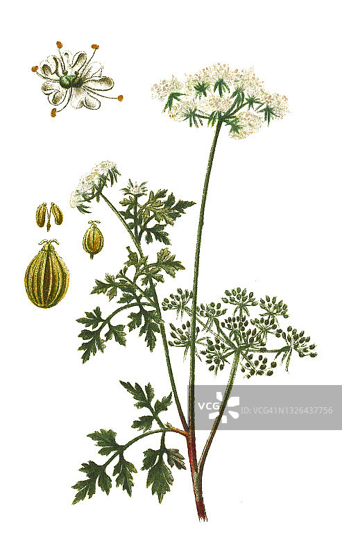 毒芹复古雕刻插图图片素材