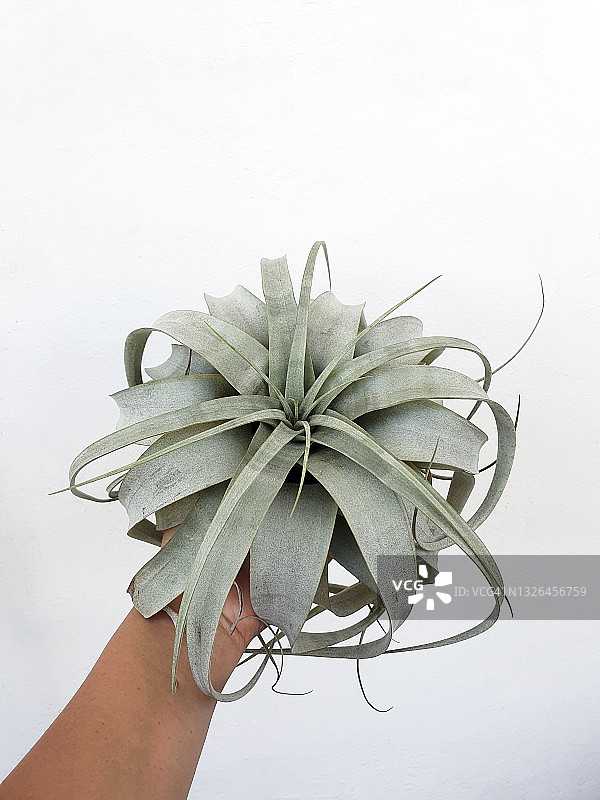 手持空气凤梨图片素材