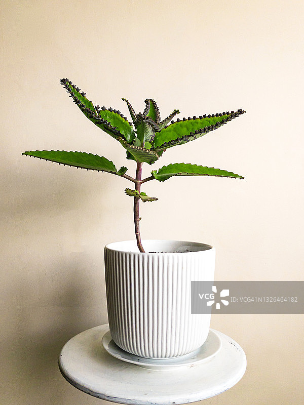 白色花盆中的落地生根多肉植物图片素材