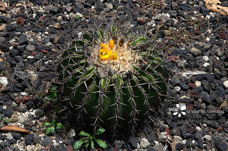 开花的巨型桶形仙人掌图片素材