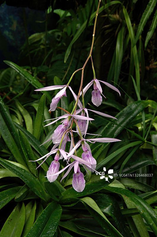 盛开的腺萼香草兰图片素材