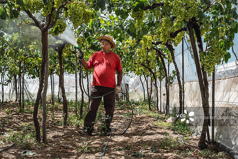 葡萄酒商在葡萄藤上喷洒化学品图片素材