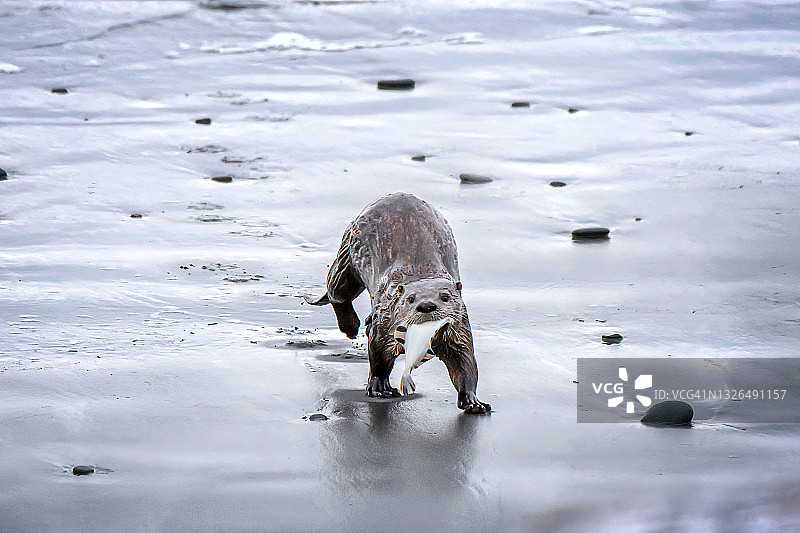北美河獭在华盛顿州奥林匹克半岛南滩叼着鱼上岸图片素材