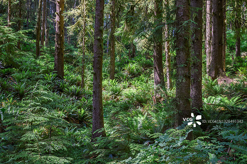 俄勒冈州埃科拉州立公园森林蕨类图片素材
